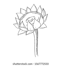Vector Sunflower floral botanical flower. Wild spring leaf wildflower isolated. Black and white engraved ink art. Isolated sunflowers illustration element.