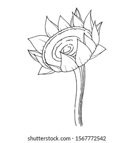 Vector Sunflower floral botanical flower. Wild spring leaf wildflower isolated. Black and white engraved ink art. Isolated sunflowers illustration element.