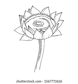 Vector Sunflower floral botanical flower. Wild spring leaf wildflower isolated. Black and white engraved ink art. Isolated sunflowers illustration element.