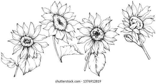 Vector Sunflower floral botanical flowers. Wild spring leaf wildflower isolated. Black and white engraved ink art. Isolated sunflower illustration element.