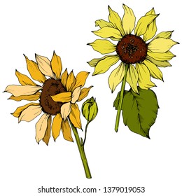 Vector Sunflower floral botanical flowers. Wild spring leaf wildflower isolated. Yellow and green engraved ink art. Isolated sunflower illustration element.