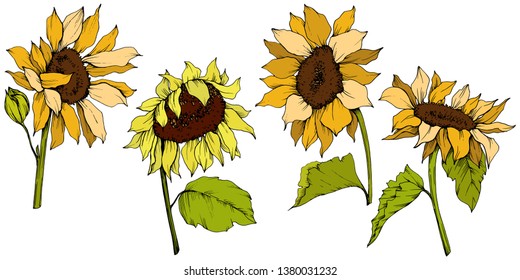 Vector Sunflower floral botanical flowers. Wild spring leaf wildflower isolated. Yellow and green engraved ink art. Isolated sunflower illustration element.