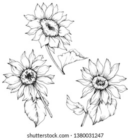 Vector Sunflower floral botanical flowers. Wild spring leaf wildflower isolated. Black and white engraved ink art. Isolated sunflower illustration element.