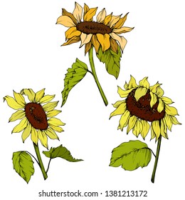 Vector Sunflower floral botanical flowers. Wild spring leaf wildflower isolated. Yellow and green engraved ink art. Isolated sunflower illustration element.