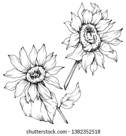 Vector Sunflower floral botanical flowers. Wild spring leaf wildflower isolated. Black and white engraved ink art. Isolated sunflower illustration element.