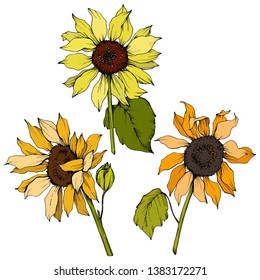 Vector Flores botánicas florales de girasol. Flor silvestre de hojas de primavera silvestre aislada. Arte de tinta grabada en amarillo y verde. Elemento de ilustración de girasol aislado.