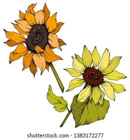Vector Sunflower floral botanical flowers. Wild spring leaf wildflower isolated. Yellow and green engraved ink art. Isolated sunflower illustration element.