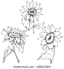 Vector Sunflower floral botanical flowers. Wild spring leaf wildflower isolated. Black and white engraved ink art. Isolated sunflower illustration element.