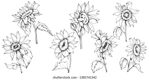 Vector Sunflower floral botanical flowers. Wild spring leaf wildflower isolated. Black and white engraved ink art. Isolated sunflower illustration element.