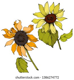 Vector Sunflower floral botanical flowers. Wild spring leaf wildflower isolated. Yellow and green engraved ink art. Isolated sunflower illustration element.