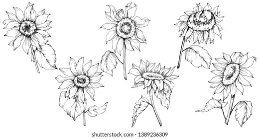 Vector Sunflower floral botanical flowers. Wild spring leaf wildflower isolated. Black and white engraved ink art. Isolated sunflower illustration element.