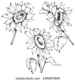 Vector Sunflower floral botanical flowers. Wild spring leaf wildflower isolated. Black and white engraved ink art. Isolated sunflower illustration element.