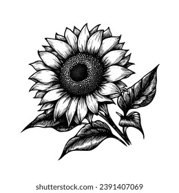 Vector Sunflower floral botanical flowers. Black and white engraved ink art. Isolated sunflower illustration element.