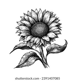 Vector Flores botánicas florales de girasol. Arte con tinta grabada en blanco y negro. Elemento de ilustración de girasol aislado.