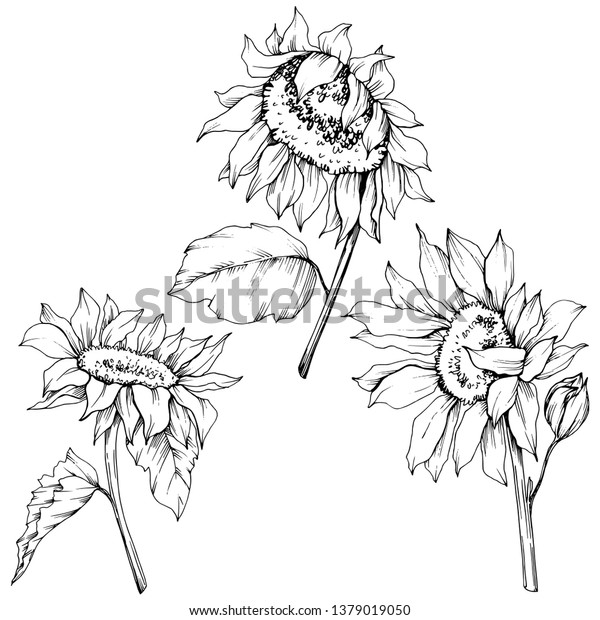 Vector Sunflower Floral Botanical Flowers Wild Stock Vector Royalty Free
