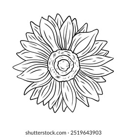 Vector sunflower flower. Line drawing, illustration for design and decoration. Summer flower sunflower in doodle style, black and white drawing.