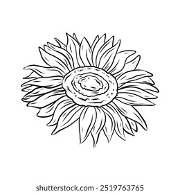 Vector sunflower flower. Line drawing, illustration for design and decoration. Summer flower sunflower in doodle style, black and white drawing.