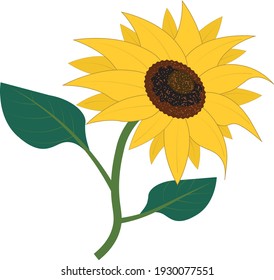 Vector sunflower flower spring-summer green 2D image with leaves, blooming cartoon illustration, beautiful and bright. Ready for games and illustrations.