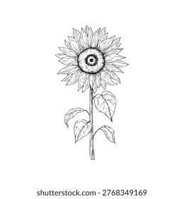 Vector sunflower, graphic hand drawn isolated autumn illustration. Botanical hand drawn illustration isolated on background. Ideal for seasonal, halloween, forest, or nature-themed designs. Rustic