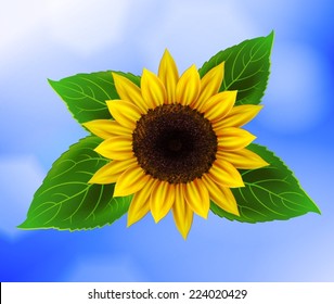 Vector sunflower with green leaves