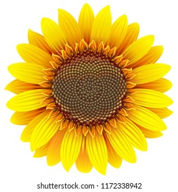 Vector Sunflower Icon isolated on white background