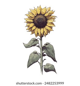Icono de girasol de Vector sobre fondo blanco