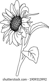 Free Free 260 Outline Simple Sunflower Clipart SVG PNG EPS DXF File