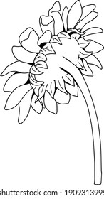 Vector Sunflower illustration, Black and White Floral outline, Sunflower summer clipart