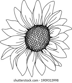 Vector Sunflower illustration, Black and White Floral outline, Sunflower summer clipart
