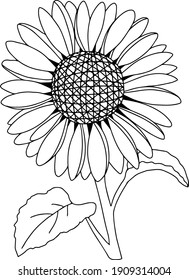 Vector Sunflower illustration, Black and White Floral outline, Sunflower summer clipart