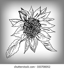 Vector sunflower. Illustration by hand. Monochrome drawing