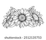 Vector Sunflower illustration. Flower arrangement drawing in line art style. Botanical sketch painted by black inks. Hand Drawn Bouquet Graphics element outline