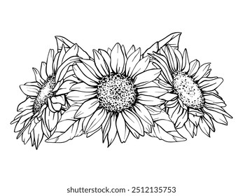 Vector Sunflower illustration. Flower arrangement drawing in line art style. Botanical sketch painted by black inks. Hand Drawn Bouquet Graphics element outline