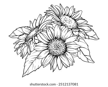 Vector Sunflower illustration. Flower arrangement drawing in line art style. Botanical sketch painted by black inks. Hand Drawn Bouquet Graphics element outline