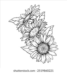 Vector Sunflower illustration. Flower arrangement drawing in line art style. Botanical sketch painted by black inks. Hand Drawn Bouquet Graphics element outline