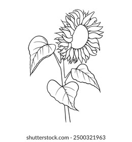 Vector sunflower illustration in line art style. Graphic monochrome drawing. Hand drawn floral outline sketch, engraved illustration. Design element for coloring book page, tattoo, logo, icon, label.