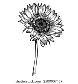 Vector Sunflower Illustration with in outline style. Seasonal autumn Flower painted by black inks for harvest festival invitations or fall greeting card. Line art floral etching on isolated background