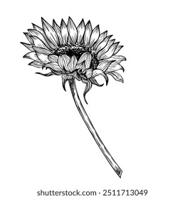 Vector Sunflower Illustration with in outline style. Seasonal autumn Flower painted by black inks for harvest festival invitations or fall greeting card. Line art floral etching on isolated background