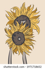 Vector sunflower illustration for prints. Hand drawn.