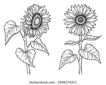 Ilustraciones de girasol de Vector en estilo de arte de línea. Dibujo gráfico monocromo. Dibujado a mano boceto de contorno floral, ilustración grabada. Elemento de diseño para colorear libro, tatuaje, logotipo, icono, etiqueta.
