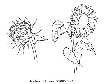 Vector sunflower illustrations set in line art style. Graphic monochrome drawing. Hand drawn floral outline sketch, engraved illustration. Design element for coloring book, tattoo, logo, icon, label.