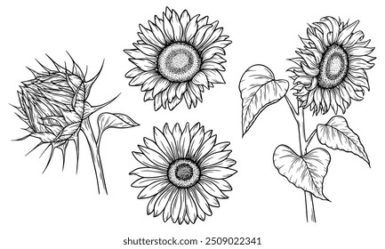 Vector sunflower illustrations set in line art style. Graphic monochrome drawing. Hand drawn floral outline sketch, engraved illustration. Design element for coloring book, tattoo, logo, icon, label.