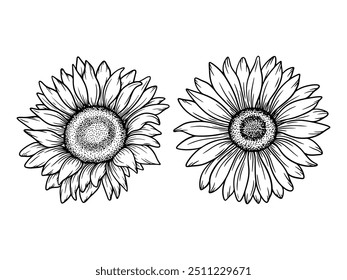 Ilustraciones de girasol de Vector en estilo de arte de línea. Dibujo gráfico monocromo. Dibujado a mano boceto de contorno floral, ilustración grabada. Elemento de diseño para colorear libro, tatuaje, logotipo, icono, etiqueta.
