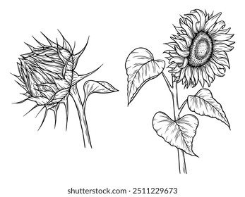 Ilustrações de girassol vetorial definidas em estilo de arte em linha. Desenho monocromático gráfico. Esboço de esboço floral desenhado à mão, ilustração gravada. Elemento de design para colorir livro, tatuagem, logotipo, ícone, rótulo.