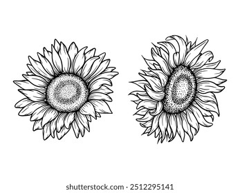 Vector sunflower illustrations set in line art style. Graphic monochrome drawing. Hand drawn floral outline sketch, engraved illustration. Design element for coloring book, tattoo, logo, icon, label.
