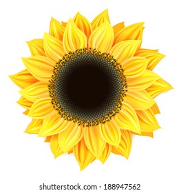 Vector sunflower isolated