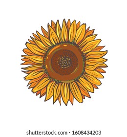 Vector sunflower isolated on white. Beautiful vector botanical illustration. Free hand drawing of a sunflower. 
