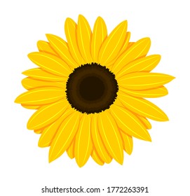 vector sunflower isolated on white background