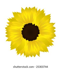 Vector sunflower isolated on white background