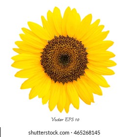 Vector Sunflower isolated on white background